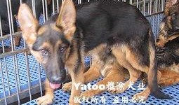 狼狗最新爆料视频大全下载,揭秘幕后真相，带你走进神秘世界