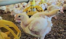 叫了只鸡最新爆料视频,揭秘视频背后的惊人真相！